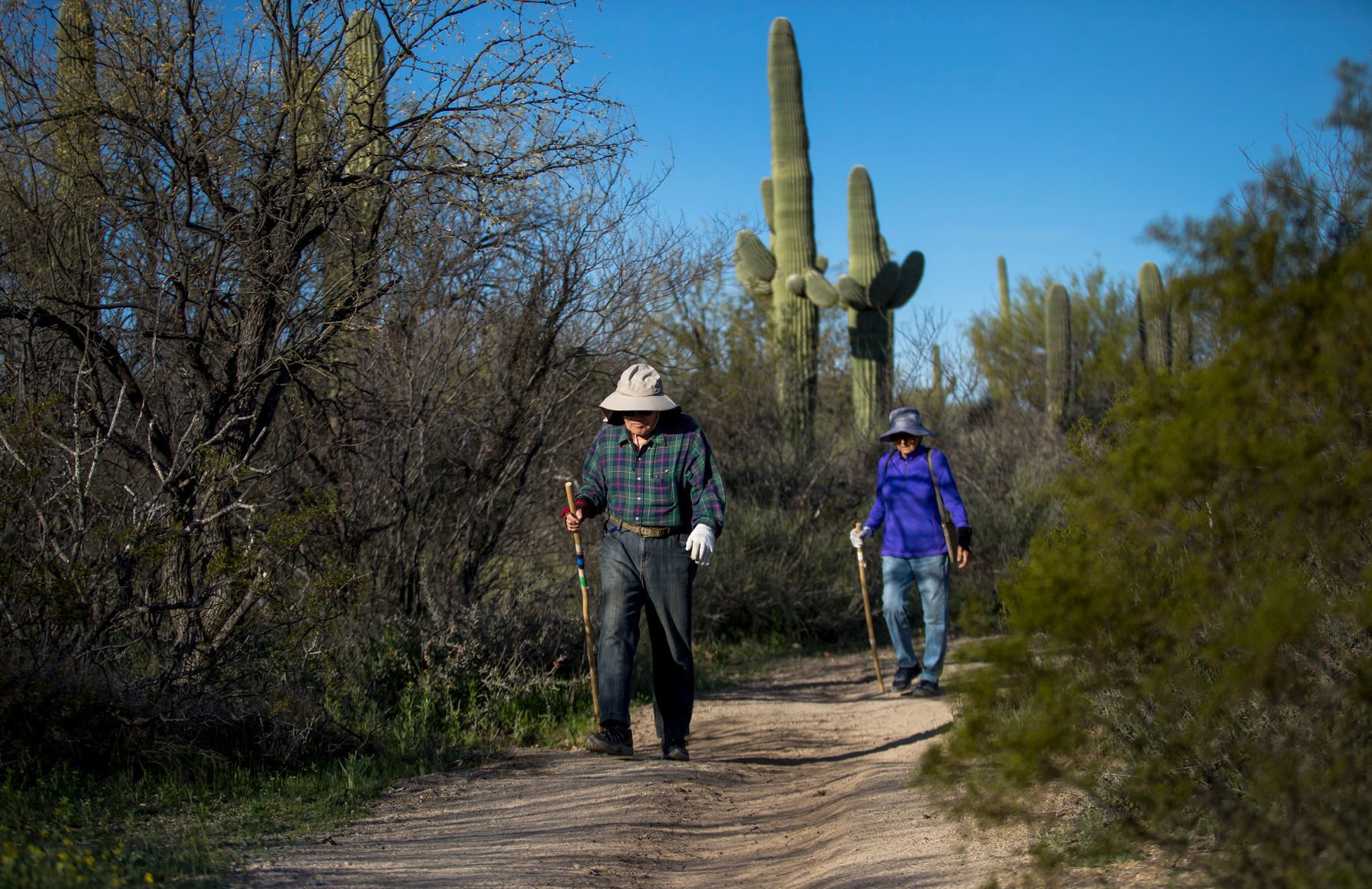 Saguaro National Park East (copy)